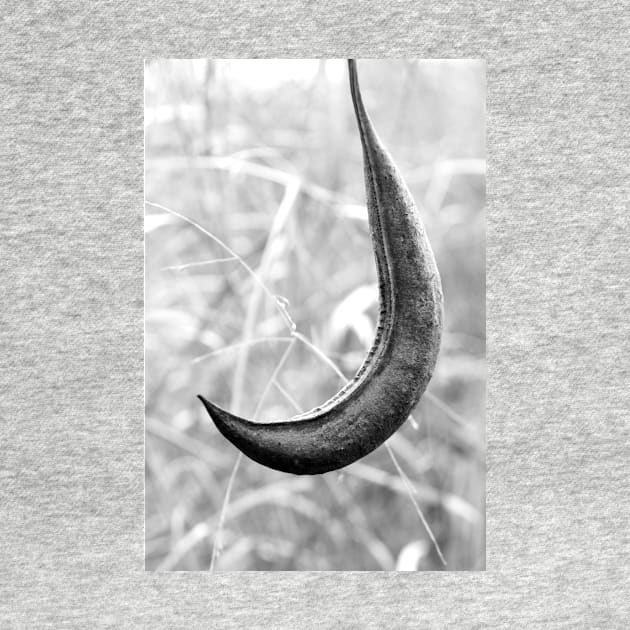 Seed Pod by searchlight